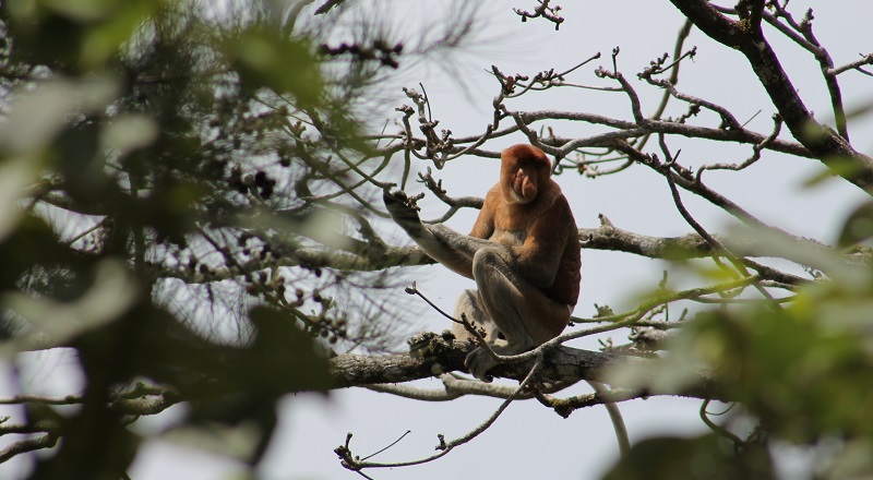 Visitar el Parque Nacional Bako de Malasia