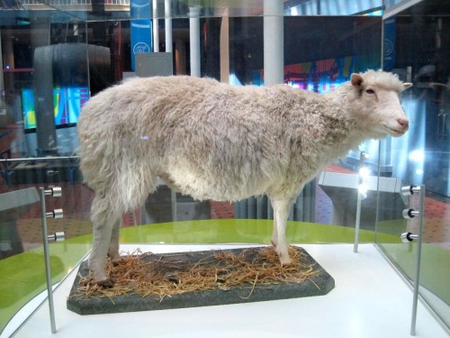 Museo Nacional de Escocia. Oveja Dolly.