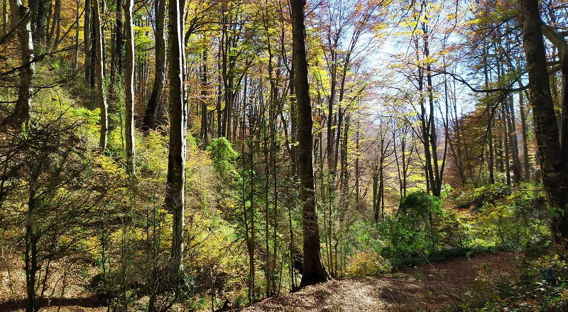 visitar Fageda de la Grevolosa