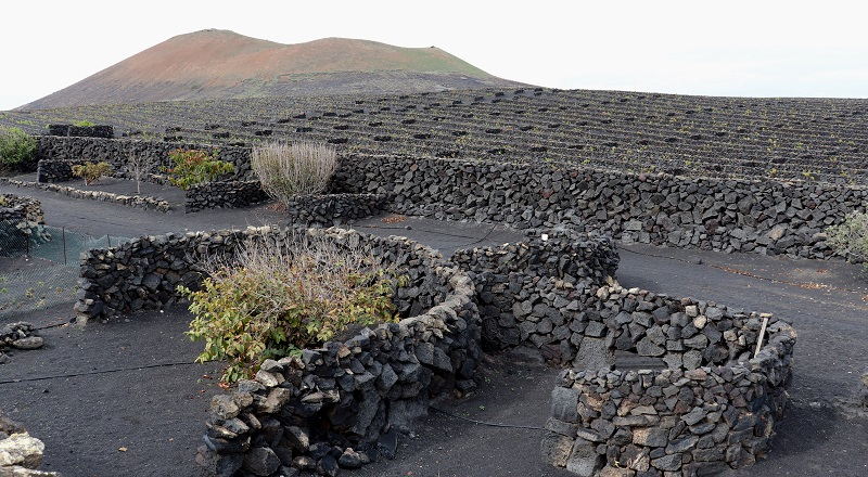 Visitar Bodegas de La Geria