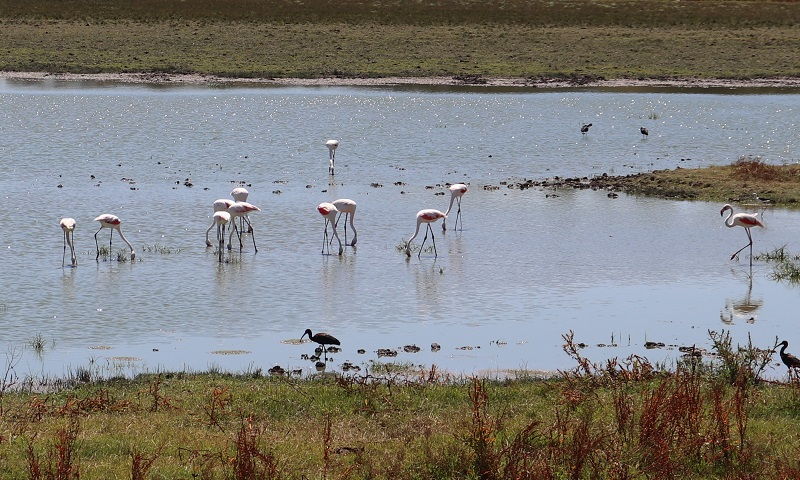 Parque de Doñana por libre