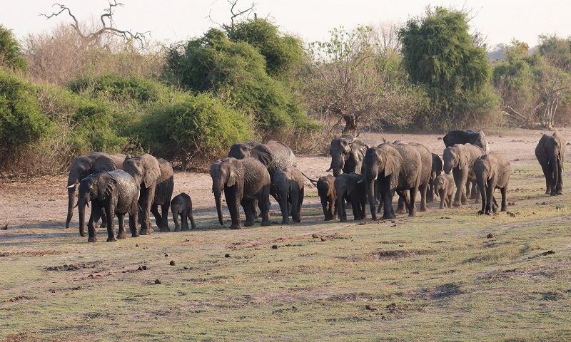 Parque Nacional Chobe