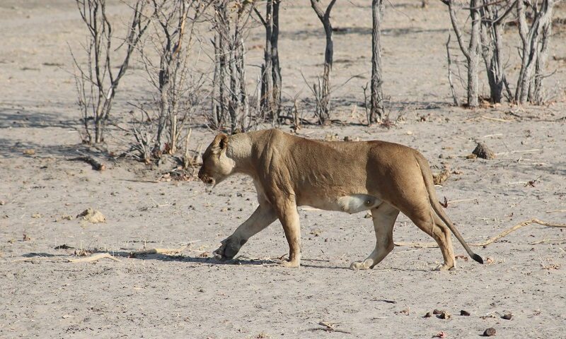 Parque Nacional Etosha