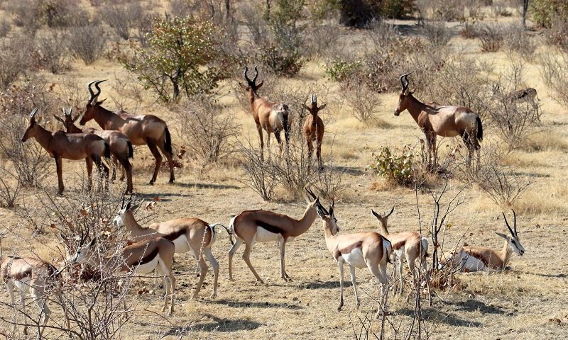 Guia animales que ver en África