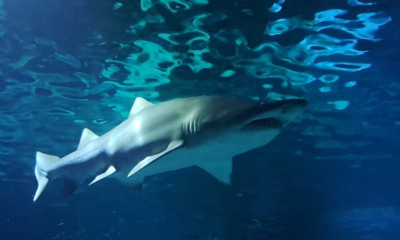 Aquarium Madrid