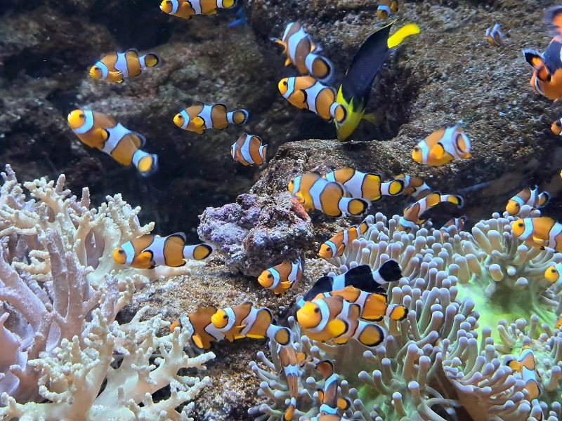 Atlantis Aquarium de Madrid