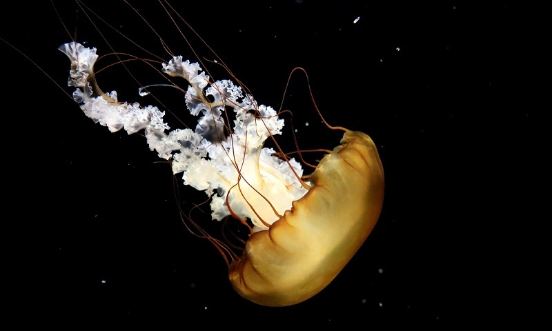 Oceanario de Singapur