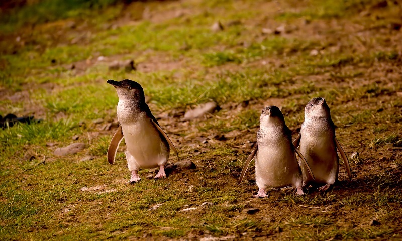 desfile de pingüinos de Phillip Island